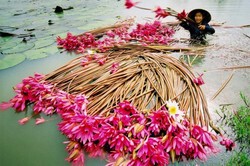 Collecting Water Lily 8