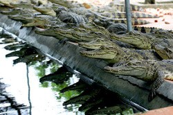 Crocodile Farm